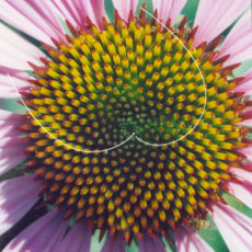 Empower Girls Through Math